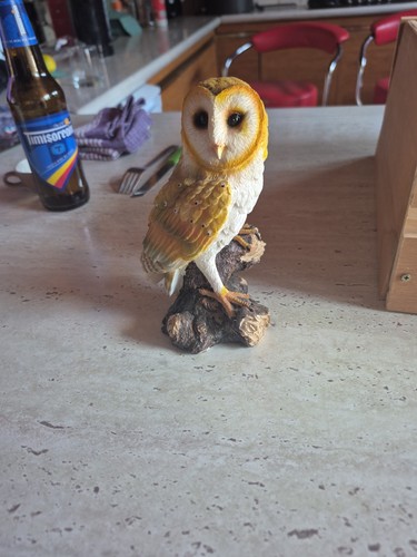 Barn owl perched - barn, a