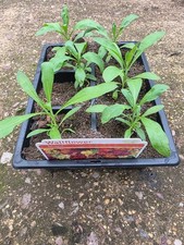 Wallflower Mixed - Garden