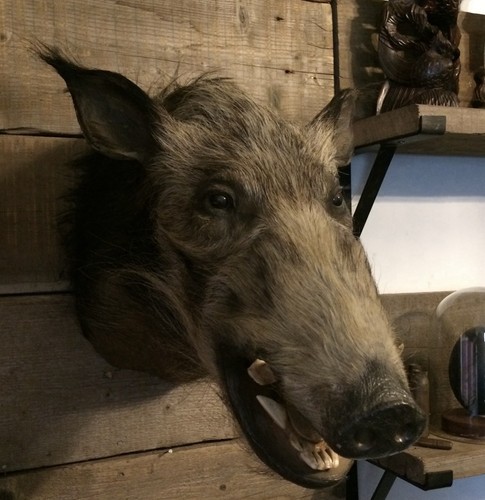 Taxidermy african bush pig - taxidermy,