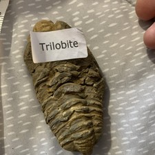 Fossil Trilobite