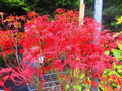 30inch inc pot outdoor - outdoor, bonsai