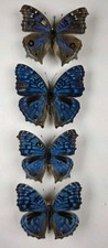 Precis Rhadama. Royal Blue Pansy Butterfly x 4 A-/A2 Set Specimens. Wings Spread