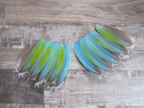 Catalina macaw parrot - catalina, covert