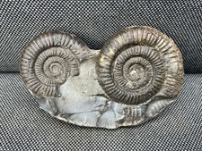 Double Dactylioceras Sp Fossil