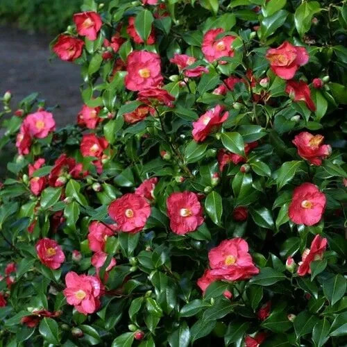 Camellia mary williams - camellia,