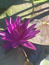 Purple Detective Erika Winter