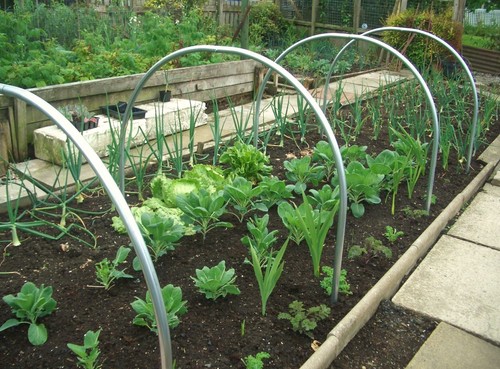 Garden cloche hoops steel - hoops,