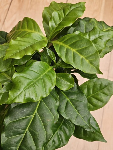 Coffee plant one seedling - plant,