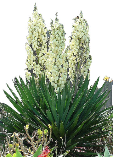 Beautiful yucca filamentosa - yucca,