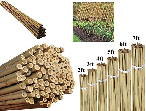 Bamboo canes strong - canes, thick