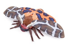 lilizzhoumax Round Tiger Moth