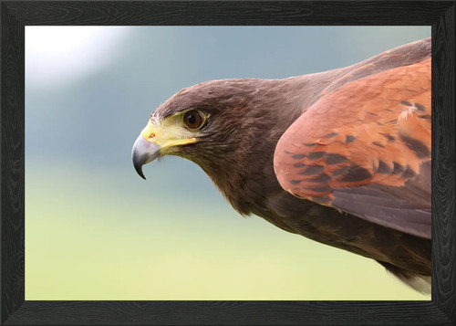 Harris hawk framed - harris,