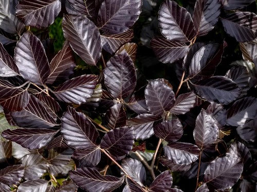 10x 5ft copper purple beech - 4-5ft,
