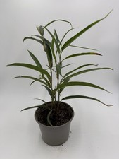 Ficus Alii Indoor Houseplant -