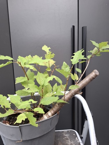 2xcherry bonsai tree yamadori - 2xcherry,