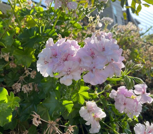 White pink pelargonium - white,
