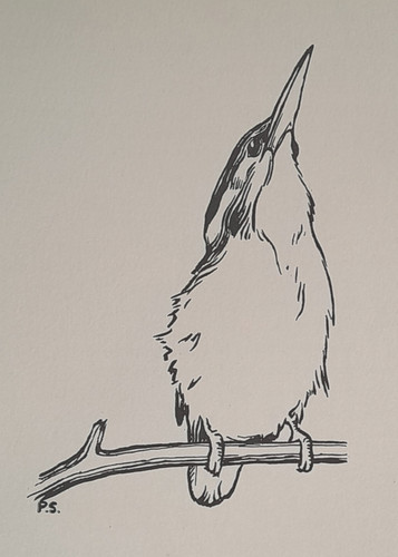 Kingfisher peter scott bird - kingfisher,