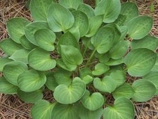 Hosta Teaspoon  ( Pot Grown