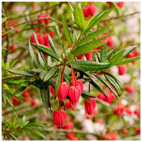Crinodendron hookerianum - crinodendron,