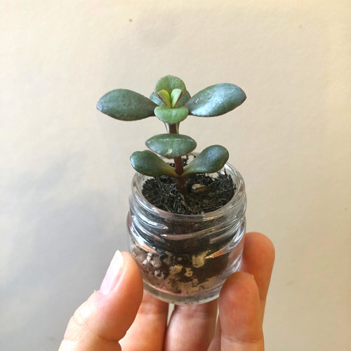 Mini jade plant crassula - plant, (crassula