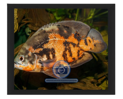 Oscar fish karlsruhe - karlsruhe, zoo