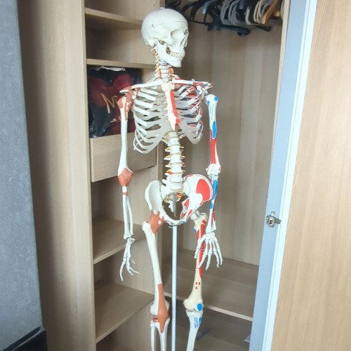 Human anatomical skeleton sam - anatomical,
