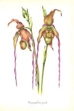 LADY SLIPPER GRANDE ORCHID HYBRID ~ 1958 Botanical Floral Greenhouse Art Print