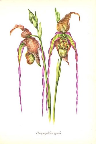 Lady slipper grande - lady,
