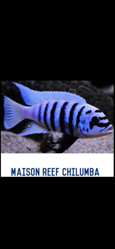 African cichlid maison reef - african,