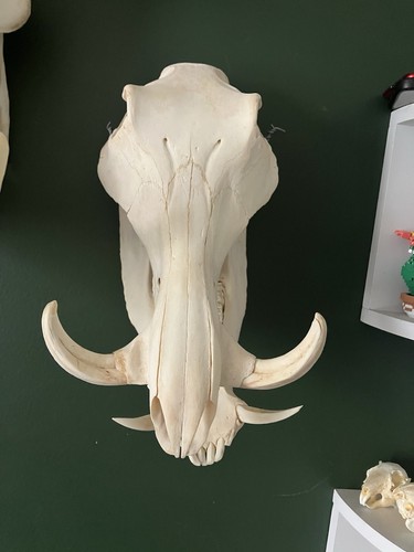 Warthog skull good - good, size