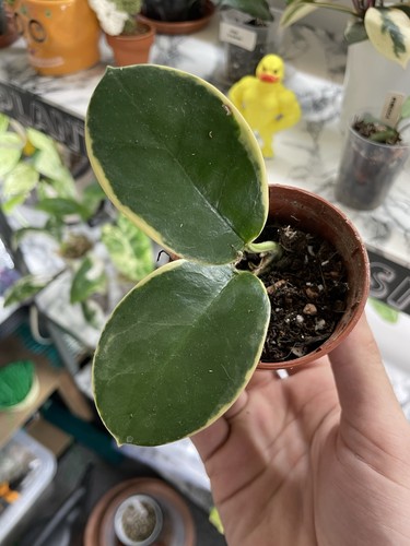 Hoya australis blondie - australis,
