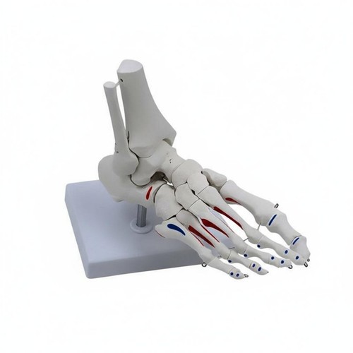 Anatomical joint model - anatomical,