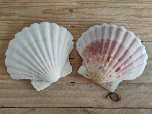 Pair scallop clam - of,
