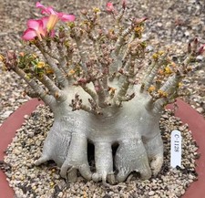 Rare Cacti Plant Adenium