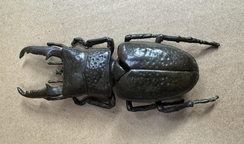 Bronze stag beetle - bronze,