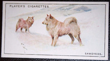 SAMOYED   Vintage 1924 Illustrated Dog Card  LE02M