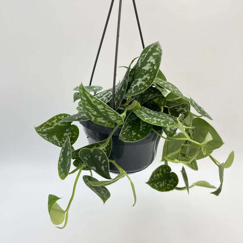 Satin pothos scindapsus pictus - scindapsus,