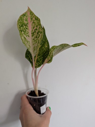 Aglaonemapepper bells chinese - ,