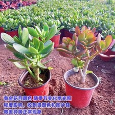 2 mix Jade plant  money tree
