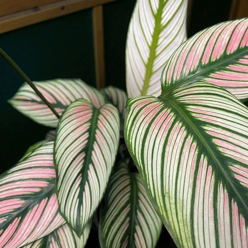 Calathea majestica princeps - calathea,