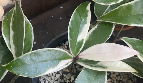 Hoya carnosa krimson queen - carnosa, queen'