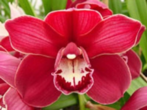 One bulb cymbidium khan - one,