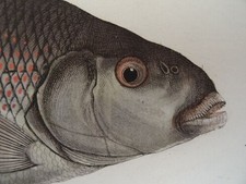 Bloch - Cyprinus Fimbriatus