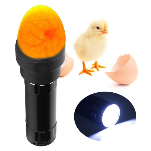 Egg candler light - egg,