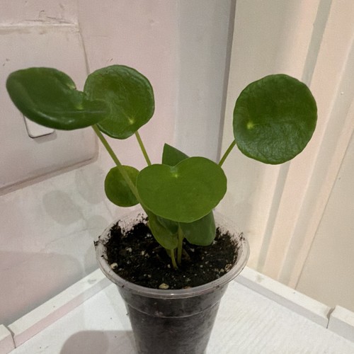 Chinese money plant - chinese,