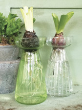 Hyacinth Bulb Forcing Glass