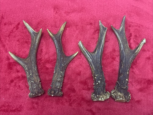 Pairs roe deer antlers - roe,