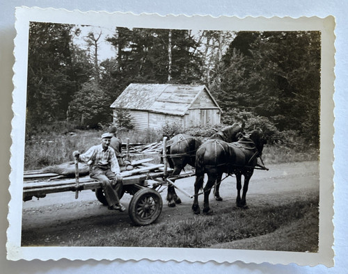 1955 nova scotia horses horse - 1955,