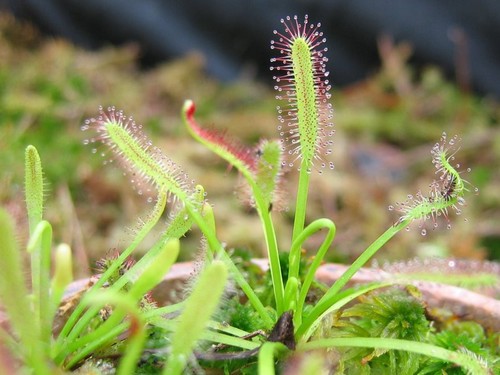 Drosera capensis standard - drosera, 'standard