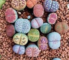 Lithops  Living Stones 25 x Seeds Mixed Varieties